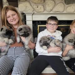 Keeshond Puppies from Peregrine Keeshond
