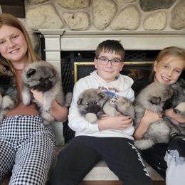 Keeshond Puppies from Peregrine Keeshond