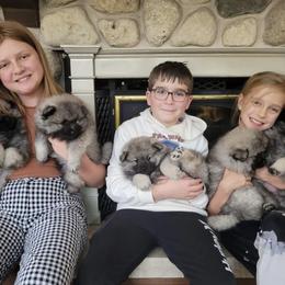Keeshond Puppies from Peregrine Keeshond