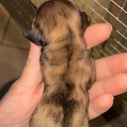 Girl 1 (Russian lines) - Dapple female Dachshund puppy in Goldthwaite, Texas from Mini Mama Dachshunds