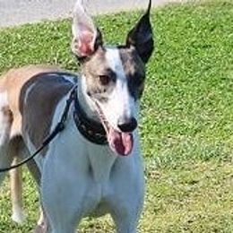Jigsaw - Whippet