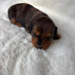 Letta - Dapple female Dachshund puppy in Humphreys, Missouri from Foster’s Dachshunds