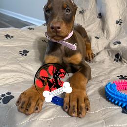 Light pink collar - Red and rust female Doberman Pinscher puppy in Canton, Ohio from Aaliyah’s Dobies