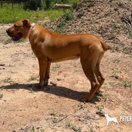 Saddie - Red female Boerboel puppy in Livingston, Texas from Peterbuilt Boerboel