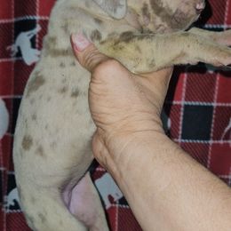 Ginger - Merle female Great Dane puppy in Biscoe, North Carolina from Clouser's Bodacious Danes