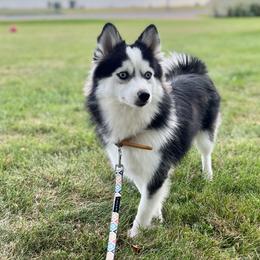 Layla - Pomsky