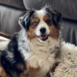 Journey - Toy Australian Shepherd