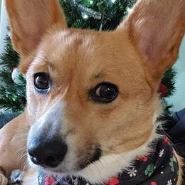 Pembroke Welsh Corgis from Christina's Corgis