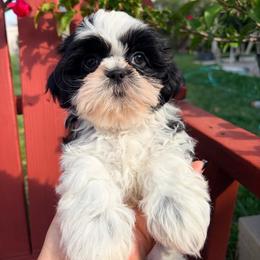 Danielle - Black and white female Shih Tzu puppy in Hemet, California from Aloha Shih Tzu
