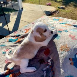 Ray - Lemon and white male Beagle puppy in Meridianville, Alabama from Spear Haven Beagles (formerly Spear Lake Beagles)