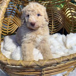 Chardonnay - Girl 4 - Cream female Aussiedoodle puppy in Pomona, California from Socal Aussiedoodles