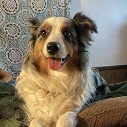 Rainie - Australian Shepherd