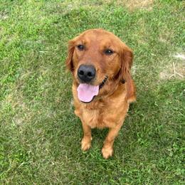 Georgia - Golden Retriever
