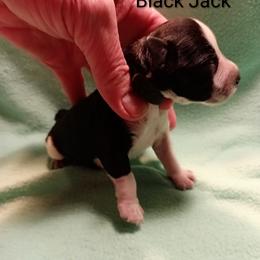 Black Jack - Parti male Miniature Schnauzer puppy in Midland, Texas from Shebbies Puppy Palace