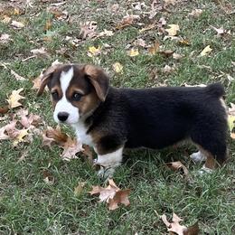 BUBBA - AKC - Black and tan male Pembroke Welsh Corgi puppy in Millsap, Texas from BJ's Blessings