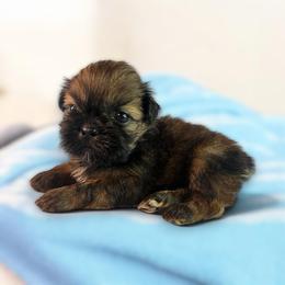AKC-Teddy - Chocolate and tan male Shih Tzu puppy in Mooresville, North Carolina from Juji Shih Tzu