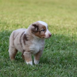 Red Merle Female 1 - Red merle female Australian Shepherd puppy in Northport, Alabama from Sipsey River Australian Shepherds