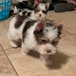 Raylee - Chocolate, tan and white female Yorkshire Terrier puppy in Gatesville, Texas from KontryKritterz Yorkies