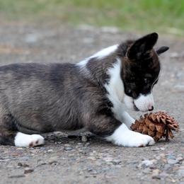 American Corgi, Cardigan Welsh Corgi, and Pembroke Welsh Corgi Puppies from Diamond Corgis