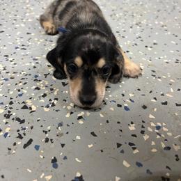 Royal Blue Collar - Dapple male Dachshund puppy in Eustis, Florida from K8’s Dachshunds