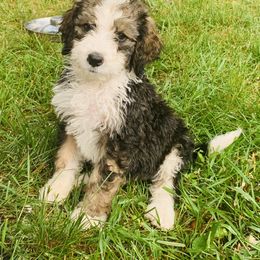 Bernedoodle Puppies from Moose Tracks Bernedoodles