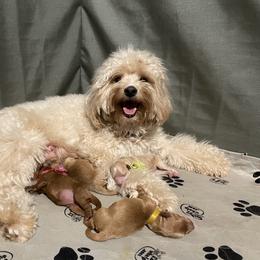 Aussiedoodle and Goldendoodle Puppies from Dandy Doodle Ranch