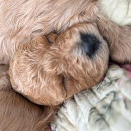 Boy pick 5 - male Cavapoochon puppy in Clementon, New Jersey from PitterPatterPuppiesNJ