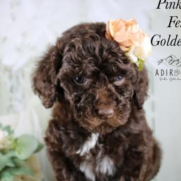Pink collar - Chocolate female Goldendoodle puppy in Plattsburgh, New York from Adirondack Poodles Goldendoodles,Bernedoodles & Schnoodles
