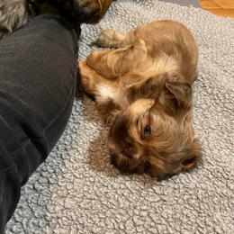Labradoodles and Shih Tzus from Highland Farm
