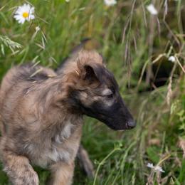 Silken Windhound Puppies from Luminous Silken Windhounds