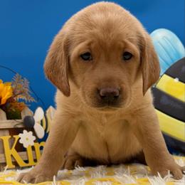 Pink - Yellow female Labrador Retriever puppy in Heath Springs, South Carolina from Rich Hill Retrievers