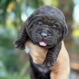 Versace - Chocolate female Dilute Retriever puppy in Orangevale, California from NorCal Silver & Coal Labradors