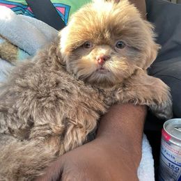 Shih Tzus from Fancy Paws Kennel