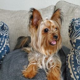 Cookie - Yorkshire Terrier