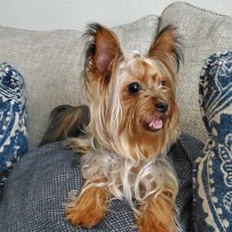 Cookie - Yorkshire Terrier