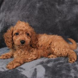 Forest - Red female Cavapoo puppy in Spring, Texas from Quentin