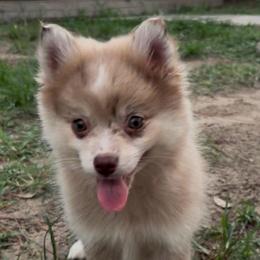Shelby - Merle female Pomsky puppy in Spring Hill, Florida from PDQ Pomskies