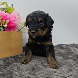 Azalea - Phantom female Bernedoodle puppy in Granton, Wisconsin from Rose River Farms