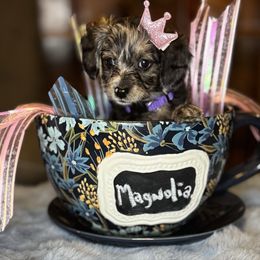 Magnolia (Dapple female) - Brindle female Companion Cross puppy in Waldron, Arkansas from Kay’s Cutie Poos