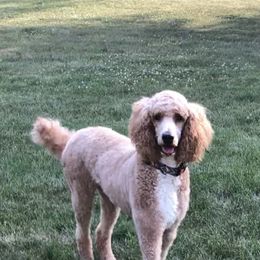 Girl 1 - Apricot Poodle puppy in Elko New Market, Minnesota from Willow Rock Poodles
