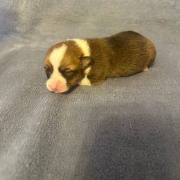 Bubbles Tail intact - Red female Pembroke Welsh Corgi puppy in Maupin, Oregon from Bailey Nannini