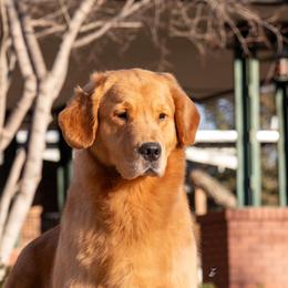 Lil Jenn - Golden Retriever