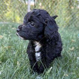 Ace - Black male Goldendoodle puppy in Clinton, Utah from Golden Law Kennels