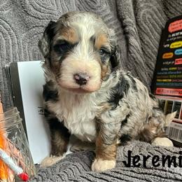 Jeremiah - Blue merle male Bernedoodle puppy in Spring Valley, Wisconsin from Filipiak Breeders