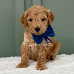 Blue collar FROSTY - Apricot male Goldendoodle puppy in Salem, Utah from Aspen Doodles