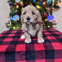 Ellie's Red Collar Male - Apricot male Goldendoodle puppy in Piedmont, South Carolina from The Farm at Saluda Ridge