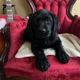 Boy 2 - Black male Labrador Retriever puppy in Maynardville, Tennessee from Three Bears Labradors