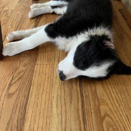 Border Collie Puppies from Roaring River Border Collies