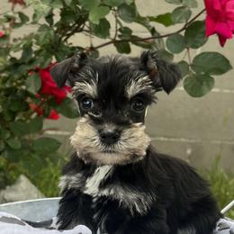 Labrador Retrievers and Miniature Schnauzers from J Bar B Kennels