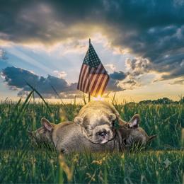 French Bulldog Puppies from Lots of Ropes French Bulldogs